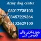 Army dog center 03017735103